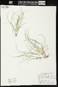 Carex trisperma image