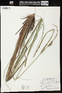 Carex aquatilis var. substricta image