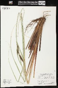 Carex aquatilis var. substricta image