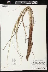 Carex aquatilis var. substricta image