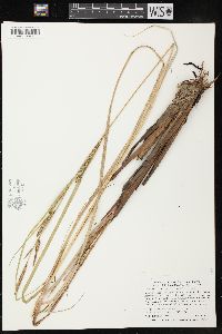 Carex aquatilis var. substricta image