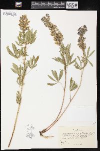 Lupinus argenteus subsp. spathulatus image