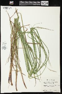 Carex atherodes image