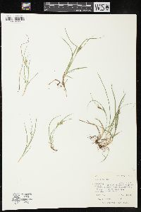 Carex aurea image