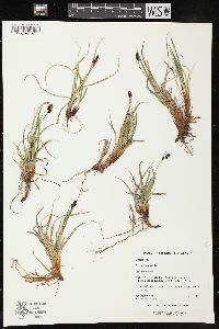 Carex bigelowii image