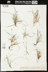 Carex concinna image