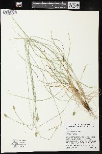 Carex leavenworthii image