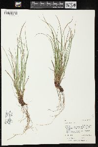 Carex rossii image