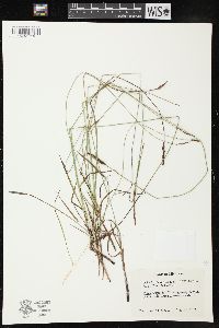 Carex scirpoidea image