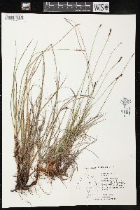 Carex scirpoidea image