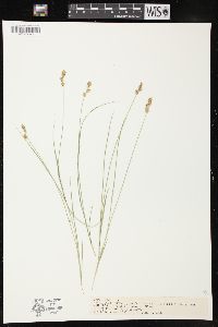 Carex sterilis image