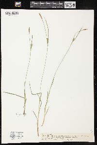 Carex tetanica image