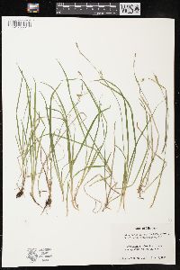 Carex vaginata image