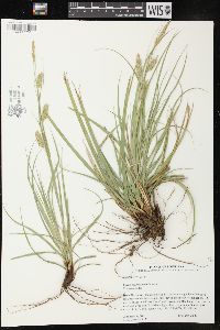 Carex cherokeensis image