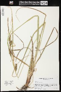 Carex hyalinolepis image