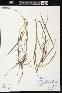 Carex aureolensis image