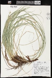 Carex cherokeensis image