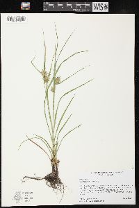 Carex louisianica image