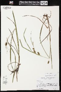 Carex aureolensis image