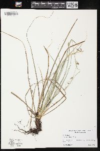 Carex cherokeensis image