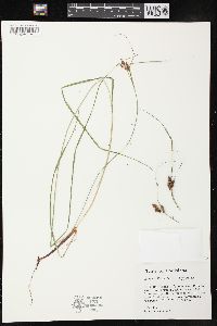 Carex caroliniana image