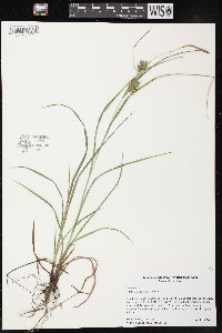 Carex louisianica image