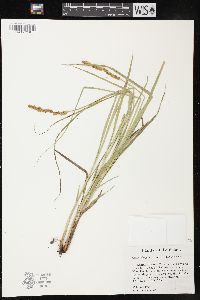 Carex triangularis image