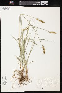 Carex triangularis image