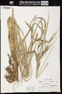 Carex lacustris image