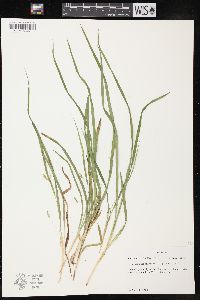 Carex cumberlandensis image