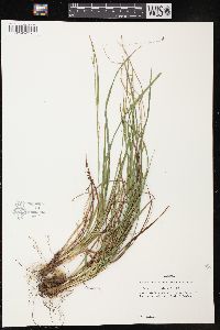 Carex impressinervia image