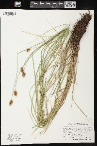 Carex bebbii image