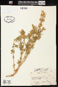 Lupinus formosus var. bridgesii image