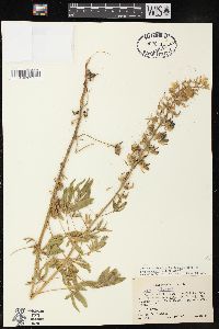 Lupinus albicaulis image