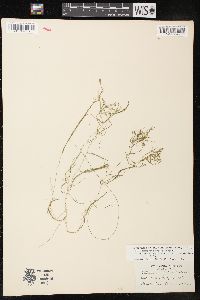 Potamogeton pusillus subsp. tenuissimus image